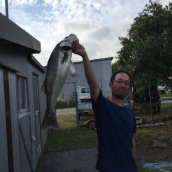 やまちゃんサツキマス狙いでスズキを釣る